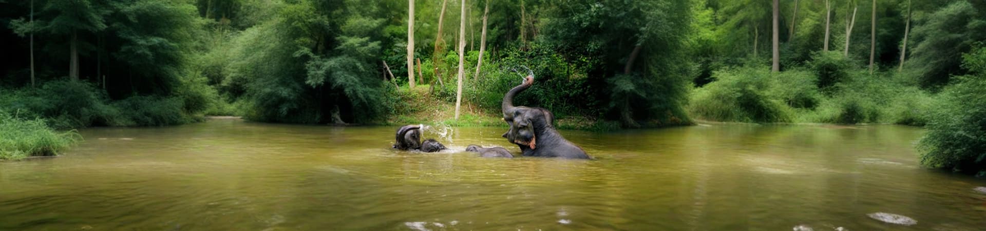 Elephant Wildlife Sanctuary