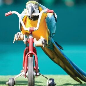Dubai Dolphinarium – Creek Park Bird Show