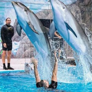 Dubai Dolphinarium Splash Show Dubai