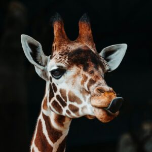 Al Ain Zoo giraffe in the wildlife park