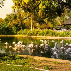 Flamingos in the lake at Dubai Safari Park