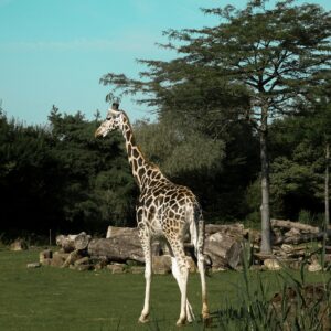 A giraffe at Emirates Park Zoo Abu Dhabi