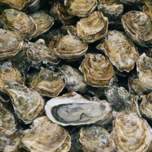 Pearl oyster at the House of Pearls Ras Al Khaimah