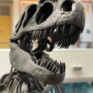 A dinosaur skeleton on display at the Natural History Museum Abu Dhabi