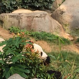 Giant panda at Ocean Park Hong Kong