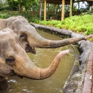 Elephant feeding at Singapore Zoo with visitors on the tram ride route
